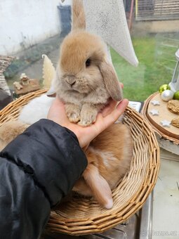 Zakrslý králík - 4