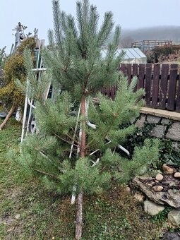 Prodám vánoční stromky - 4
