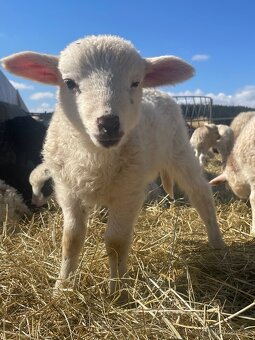 Jehňata na výpas - 4