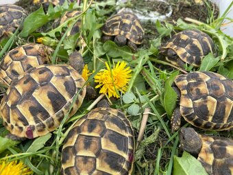 Želva zelenavá - Testudo hermanni - 4