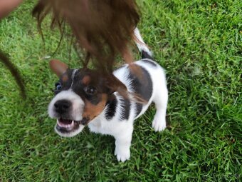 Jack Russell teriér , Jrt - 4