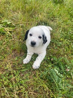 Jorkšírský teriér x Jack Russel bez pp - 4