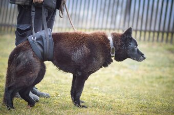 Rex - x Německý ovčák, akutní adopce, 12 let - 4