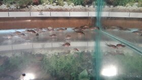 Pancéřníček Štěrbův - Corydoras Sterbai - 4