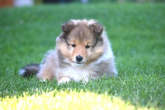 Sheltie - 4