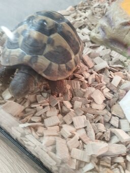 Želva zelenavá 🐢 - 4