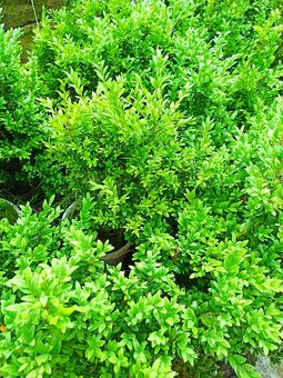 Buxus - 4