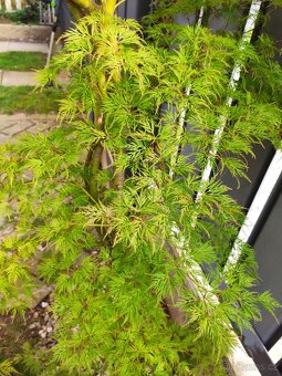 Japonský javor zeleny - 4