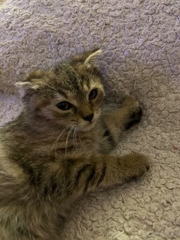 Daruji koťátka - 4