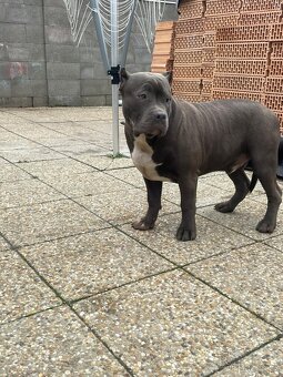 American Bully s PP - 4