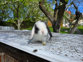 Minilop králíčci - 4