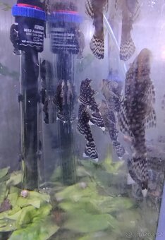 Ancistrus - 4