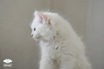 Ragdoll s PP – creme bicolor kocourek na výstavy a chov - 4
