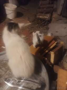 Darují 4 odběr hned zvyklé i na psi - 4