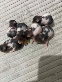 Křeček Syrský nar. 9.2.2026 - 4