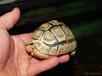 Želva pardálí - 4