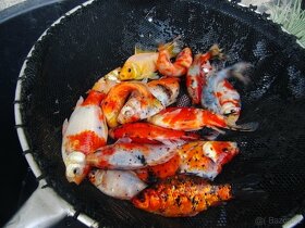 prodám okrasné ryby KOI, schubunkin - 4