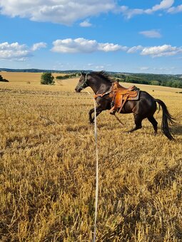 Připouštění QH hřebcem - 4