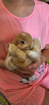 Minilop - ❤️ zakrslí beránci❤️ - 4