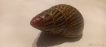 Archachatina marginata saturalis - 4