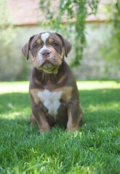 Staroanglický buldok/Old English Bulldog (OEB) - 4