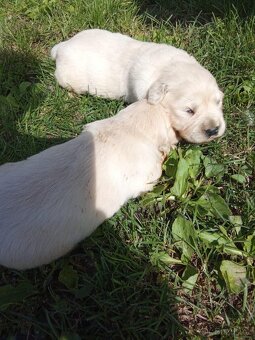 Labradorsky retrievr - 4