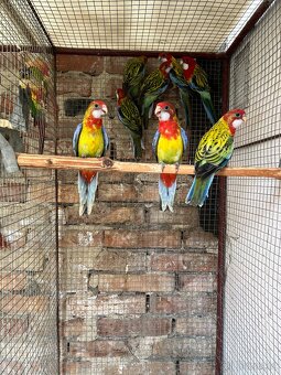 Pyrura zelenolící,rozela - 4