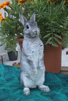 Zakrslý rexík činčilový s rodokmenem oceněná mláďata - 4