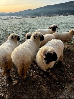 walliserská černonosá ovce - 4