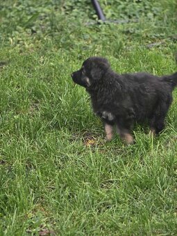 Německý ovčák - 4