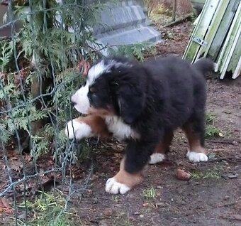 Bernský salašnický pes - štěně bez PP - 4