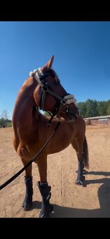 prodám 8 letého valacha - 4