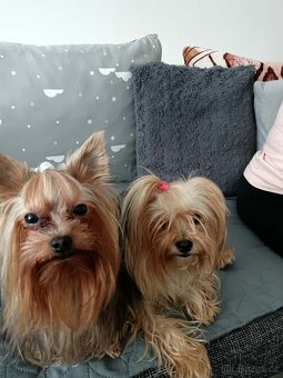 Yorkšírský teriér Havířov - 4