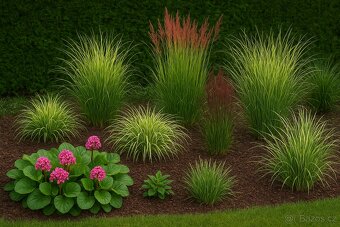 Trvalky, okrasné trávy - 4