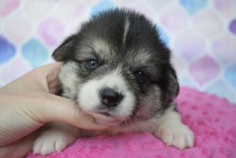 Welsh Corgi Pembroke s PP - 4
