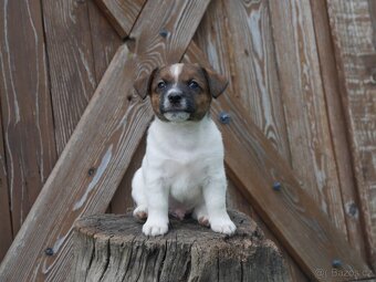 Jack russel terier s PP - 4