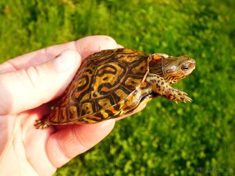 Želva kouzelná (Rhinoclemys pulcherima manni) - 4