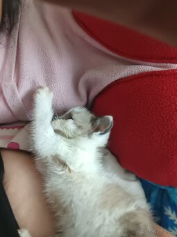 Ragdoll - 4