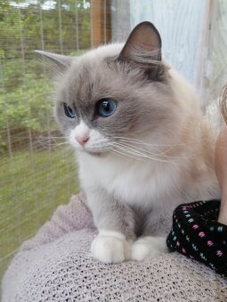 Ragdoll - 4