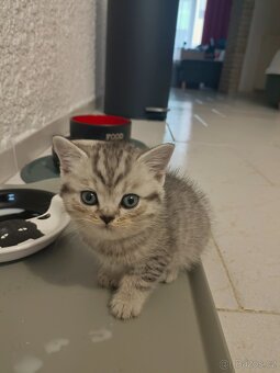 Koťátka Skotská klapouchá - 4