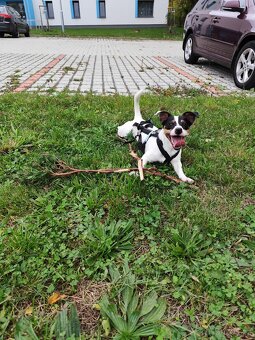 Jack Russell teriér - 4