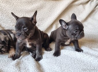 Francouzsky buldoček - 4