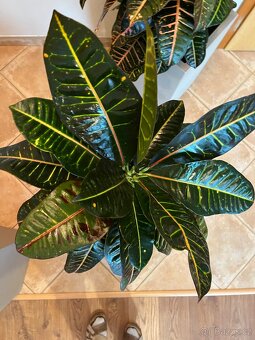 Dva vzrostlé krotony v samozavlažovacích květináčích Lechuza - 4