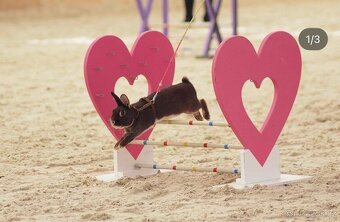 Zakrslý zaječí - 4