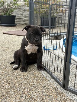 American bully XL - 4