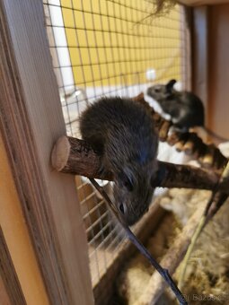 Osmak degu - 4