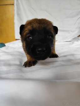 Belgický ovčák Malinois s PP - 4