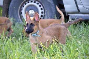 Belgický ovčák Malinois s PP - 4