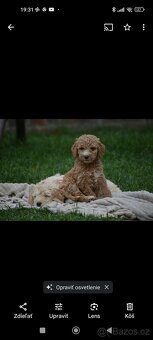 Goldendoodle F1b - 4