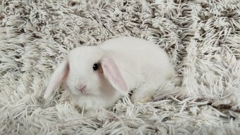 Zakrslý beránek, králíček, králík - TIMIÁN - 4